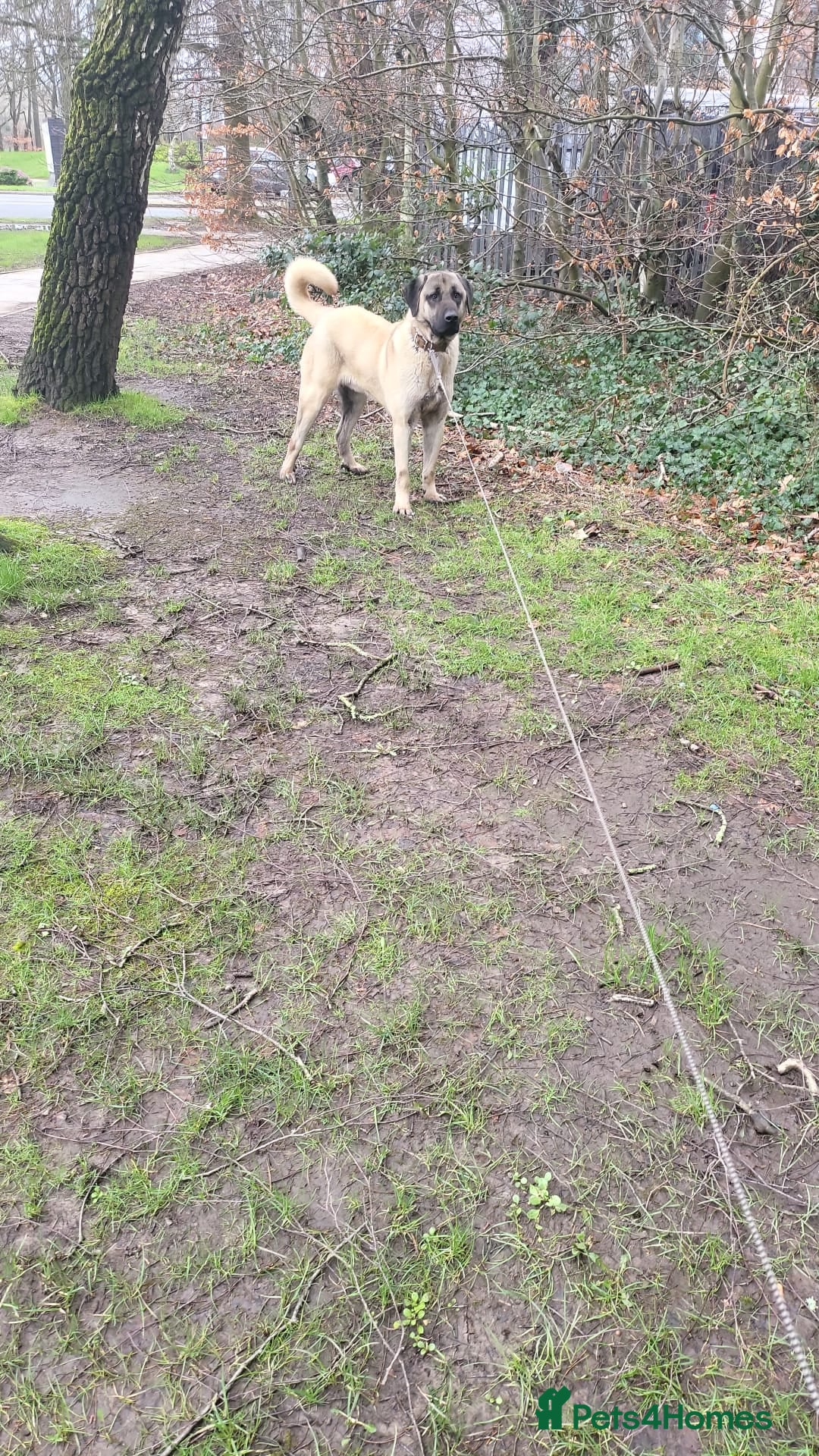 Anatolian Shepherd dogs Handsome very loyal Anatolian shepherd  - Advert 1