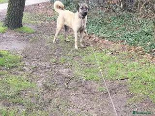 Anatolian Shepherd dogs Handsome very loyal Anatolian shepherd - Advert 1