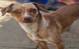 Mixed Breed dogs for sale: 2 year old  - Image 1