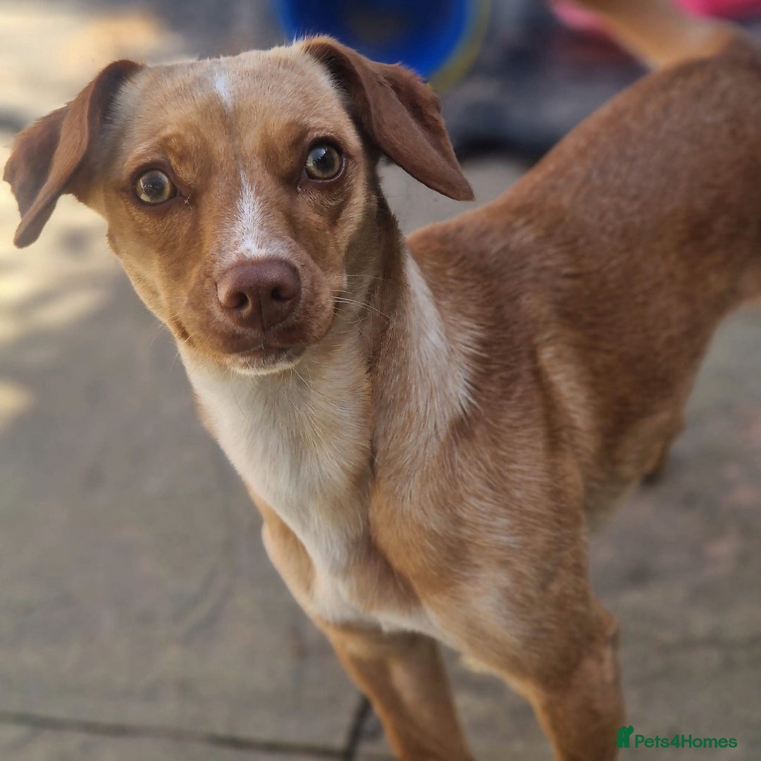 Mixed Breed dogs for sale: 2 year old  - Image 1