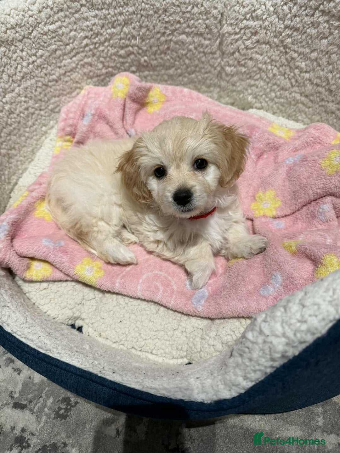 Mixed Breed dogs for sale: Beautiful Bichon Frise Girl Puppy  - Advert 5