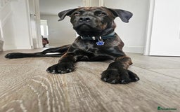 Mixed Breed dogs for sale: 8 month old Staffy/rottweiler pup - Image 2