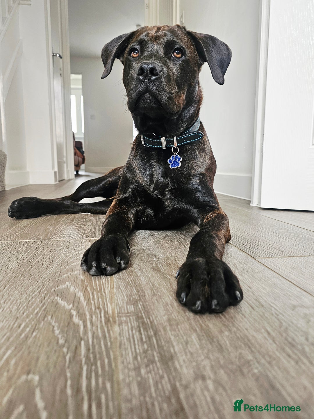 Mixed Breed dogs for sale: 8 month old Staffy/rottweiler pup - Image 2