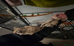 Sugar Glider rodents for sale: 2 male sugar gliders & everything needed - Image 1