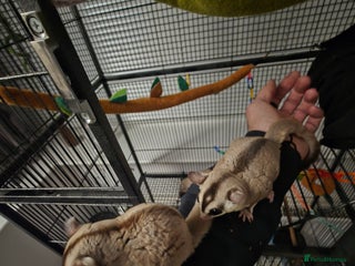 Sugar Glider rodents - Advert 1