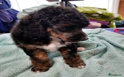 Toy Poodle dogs for stud: Tri Coloured Toy and Miniature studs in Northallerton - Image 25