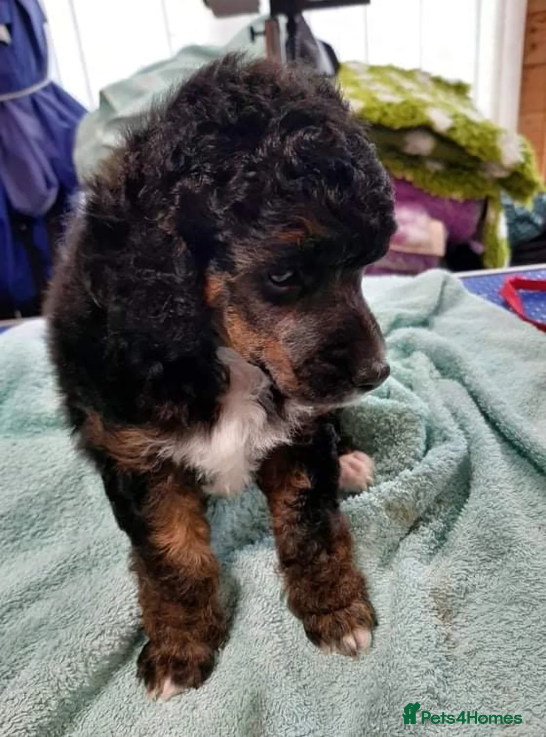 Toy Poodle dogs for stud: Tri Coloured Toy and Miniature studs in Northallerton - Advert 25