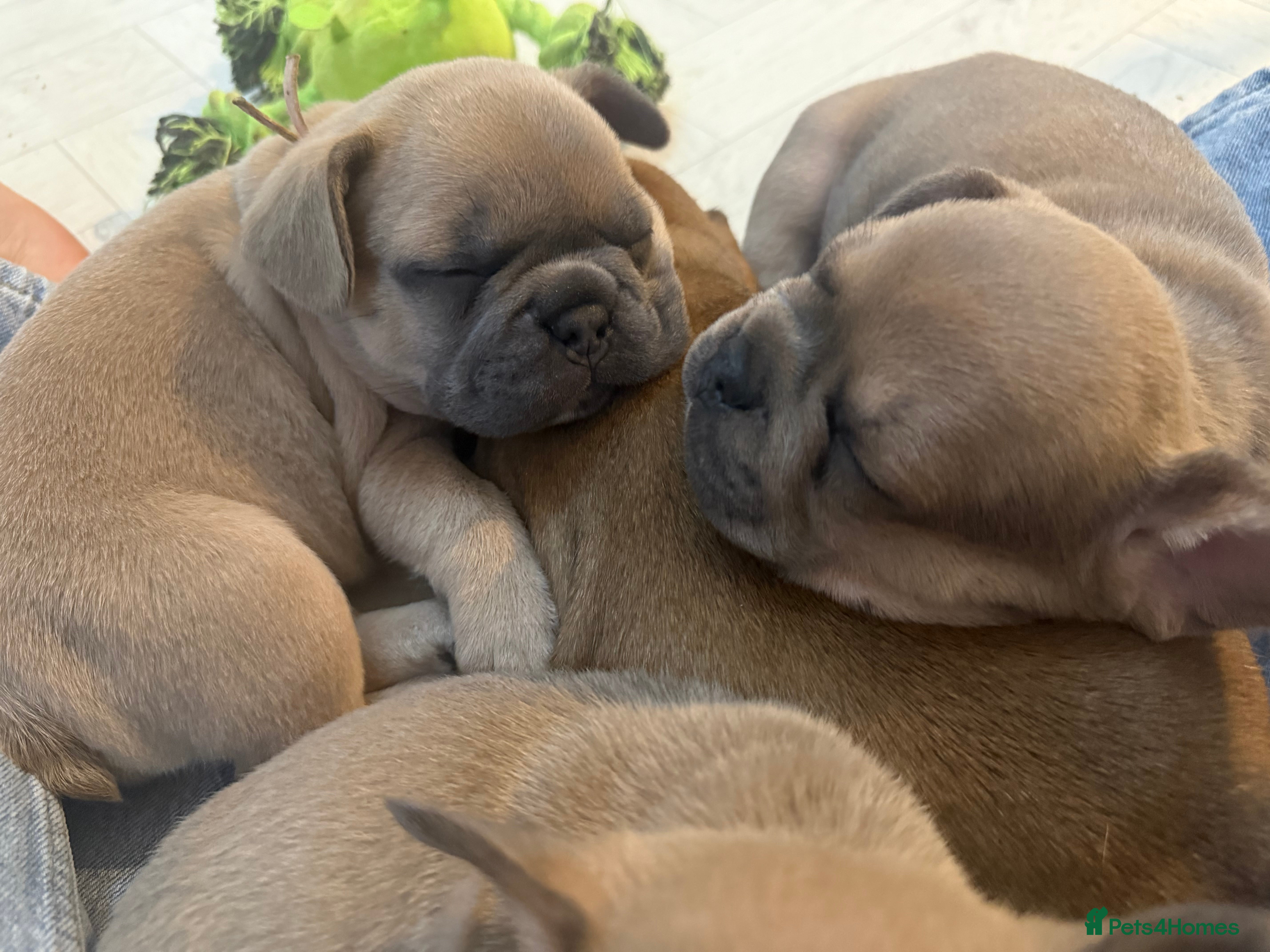 French Bulldog dogs READY 7th Jan French Bulldog (REDUCED) - Advert 6