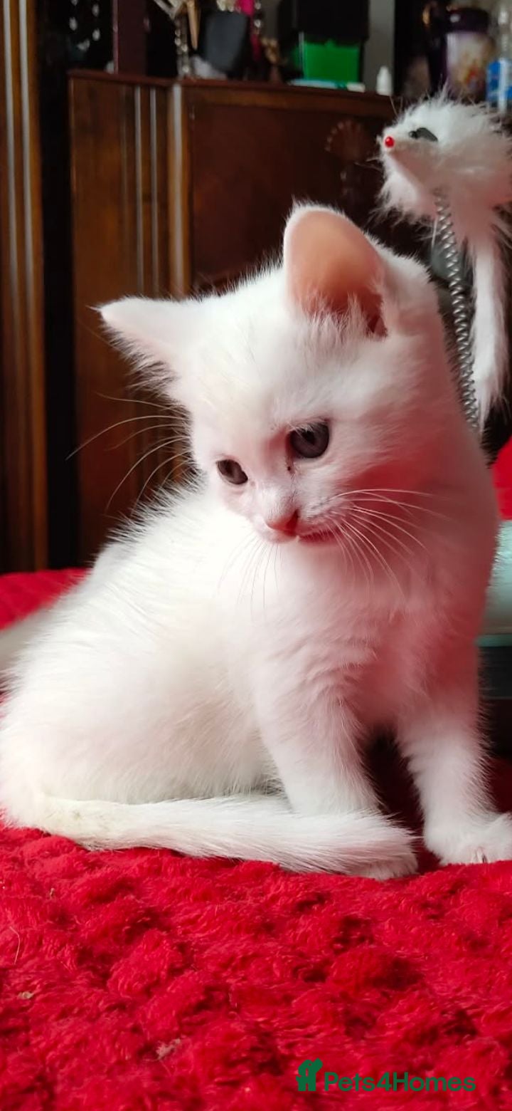 Mixed Breed cats Kittens - Advert 2