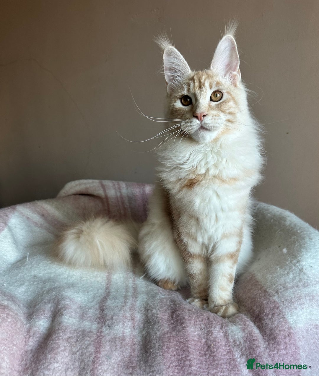 Maine Coon cats for sale: Pedigree Tica registered maine coon - Advert 2