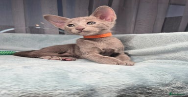 Oriental cats - Advert 11