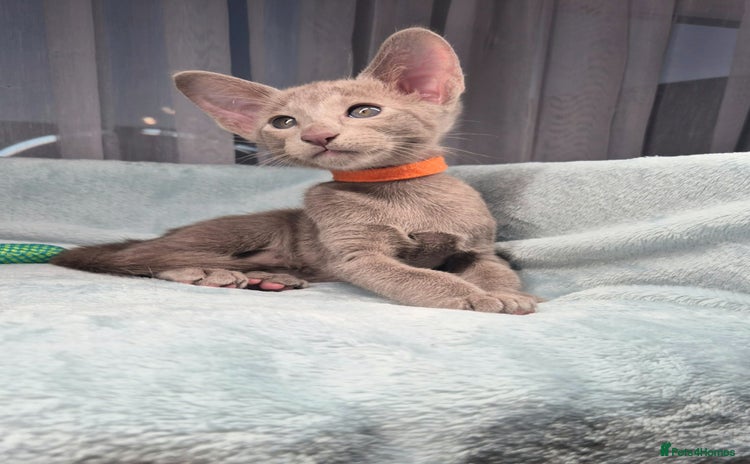Oriental cats - Advert 1