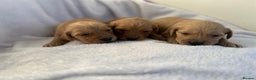 Goldador dogs for sale: Gorgeous Goldador puppies ready to go 22nd  - Advert 12