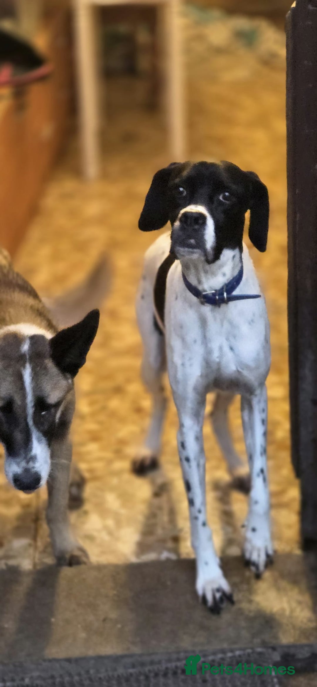 Pointer dogs for adoption: Celta  - Advert 1