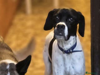 Pointer dogs Celta - Advert 1