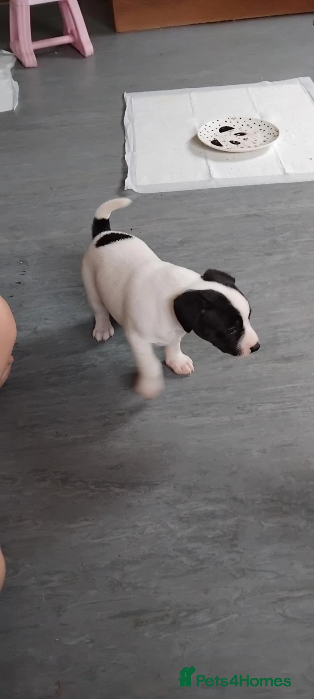 Jack Russell dogs for sale: Jack Russell puppies  - Advert 28