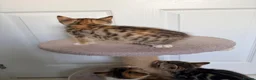 Mixed Breed cats for sale: 4 gorgeous kittens  - Advert 4