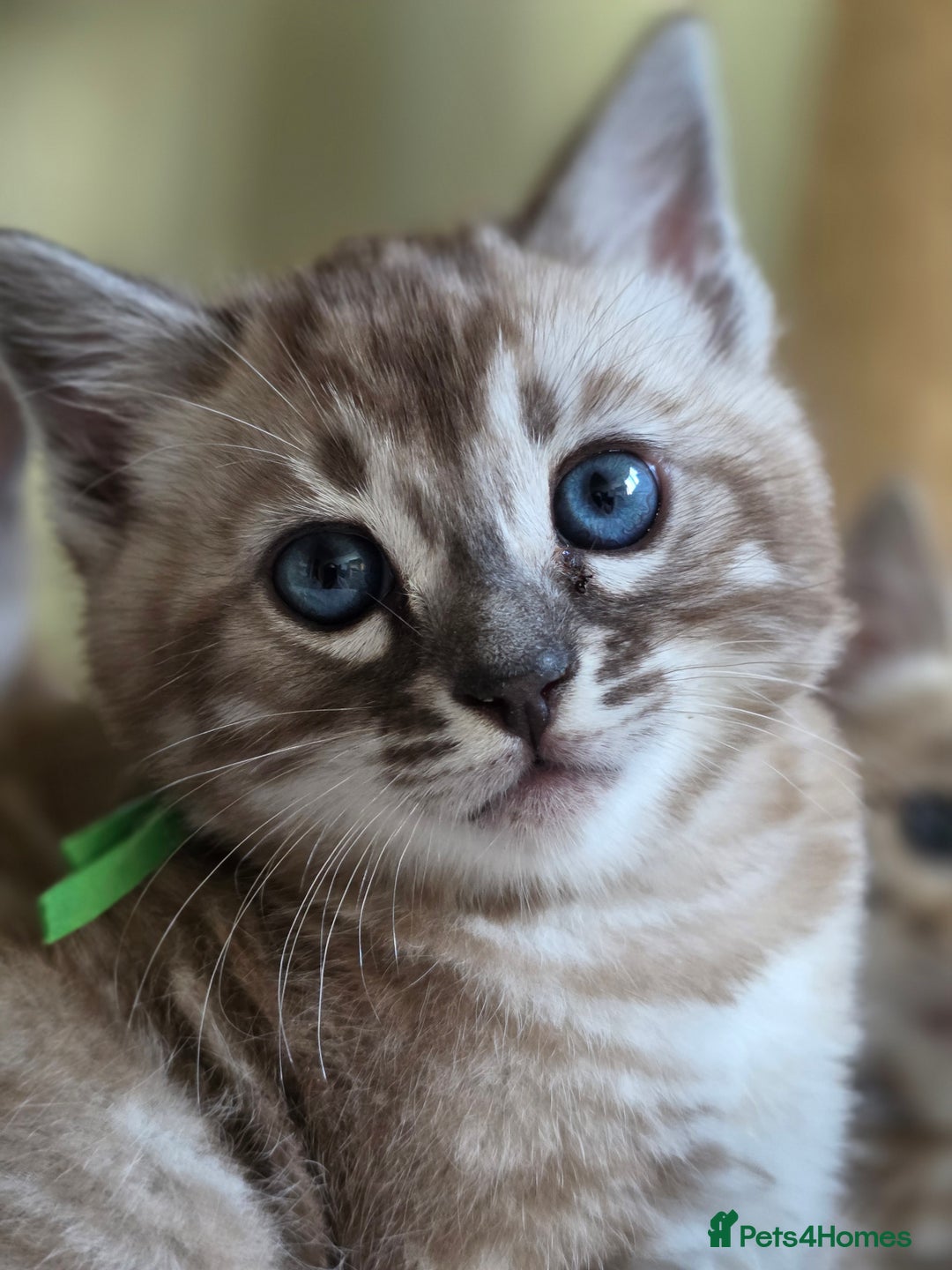 Bengal cats for sale: ❄️ Gorgeous Snow and Charcoal Bengals ❄️  - Advert 11