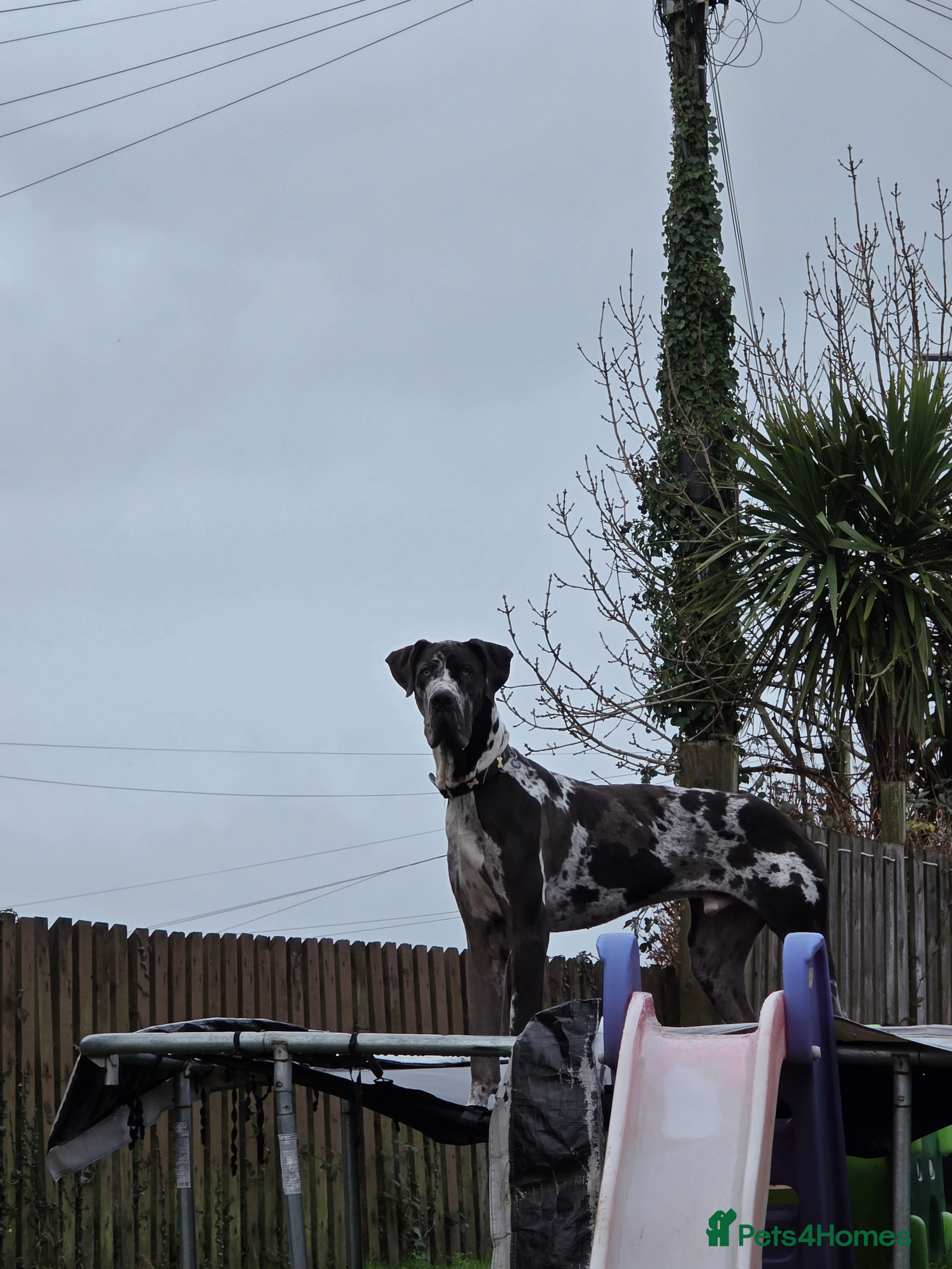 Great Dane dogs Beautiful male dane - Advert 17