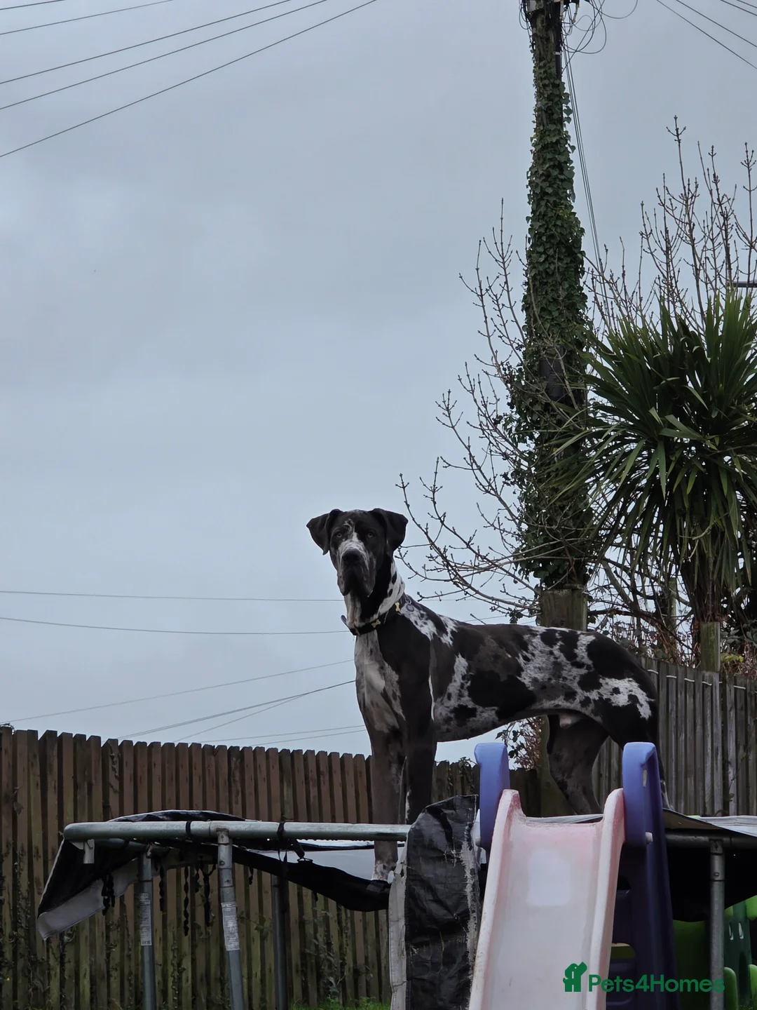 Great Dane dogs for sale: Beautiful male dane - Advert 1