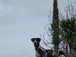 Great Dane dogs Beautiful male dane - Advert 17