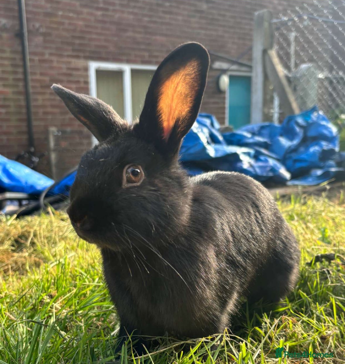 Mixed Breed rabbits for sale: male rabbit for sale  in Blackwood - Advert 1