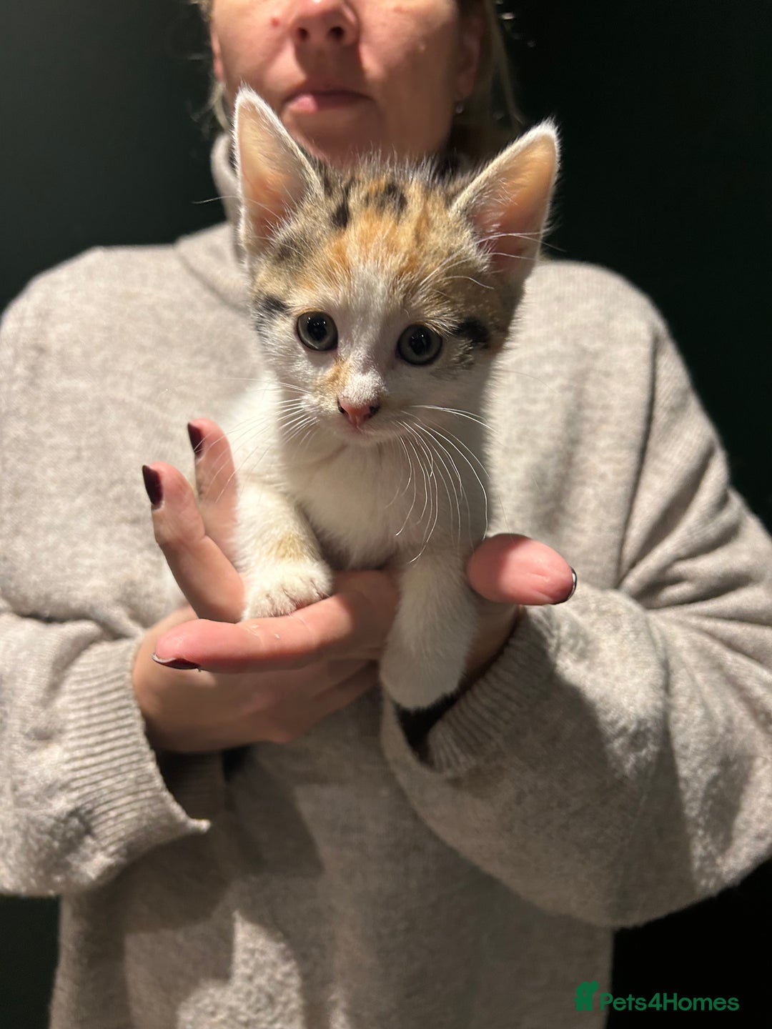 Mixed Breed cats for sale: Sweet Kittens for Sale – Friendly & Family-Raised - Advert 11