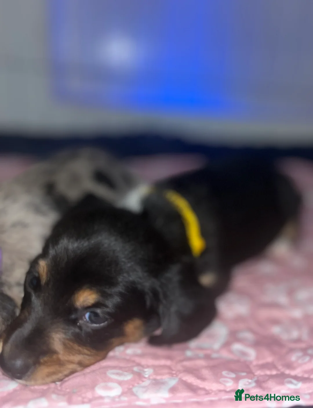 Miniature Dachshund dogs for sale: Minature Dachshunds (cream carriers) - Advert 11