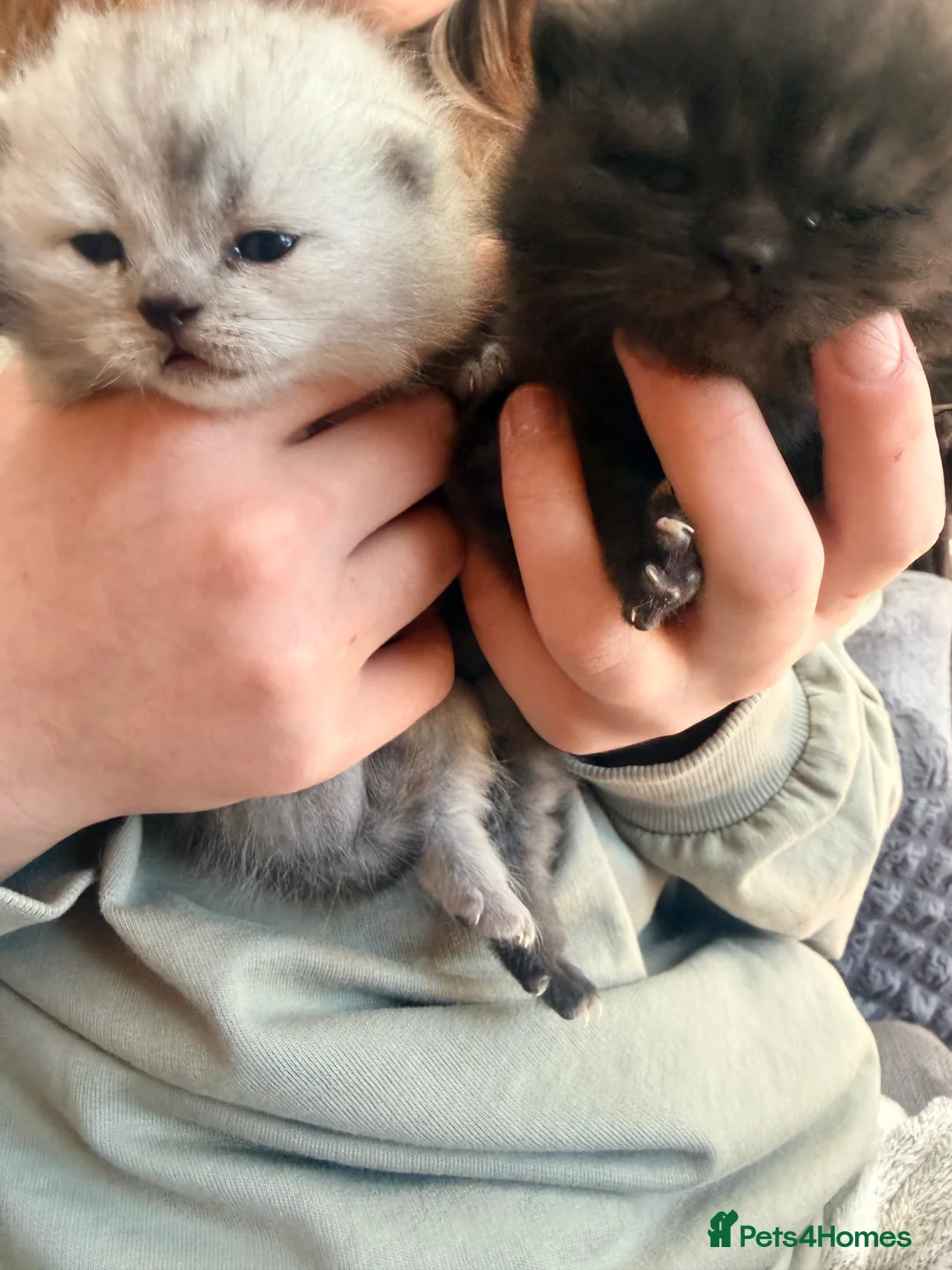 Scottish Fold cats for sale: Scottish fold❤️❤️❤️❤️ - Advert 4