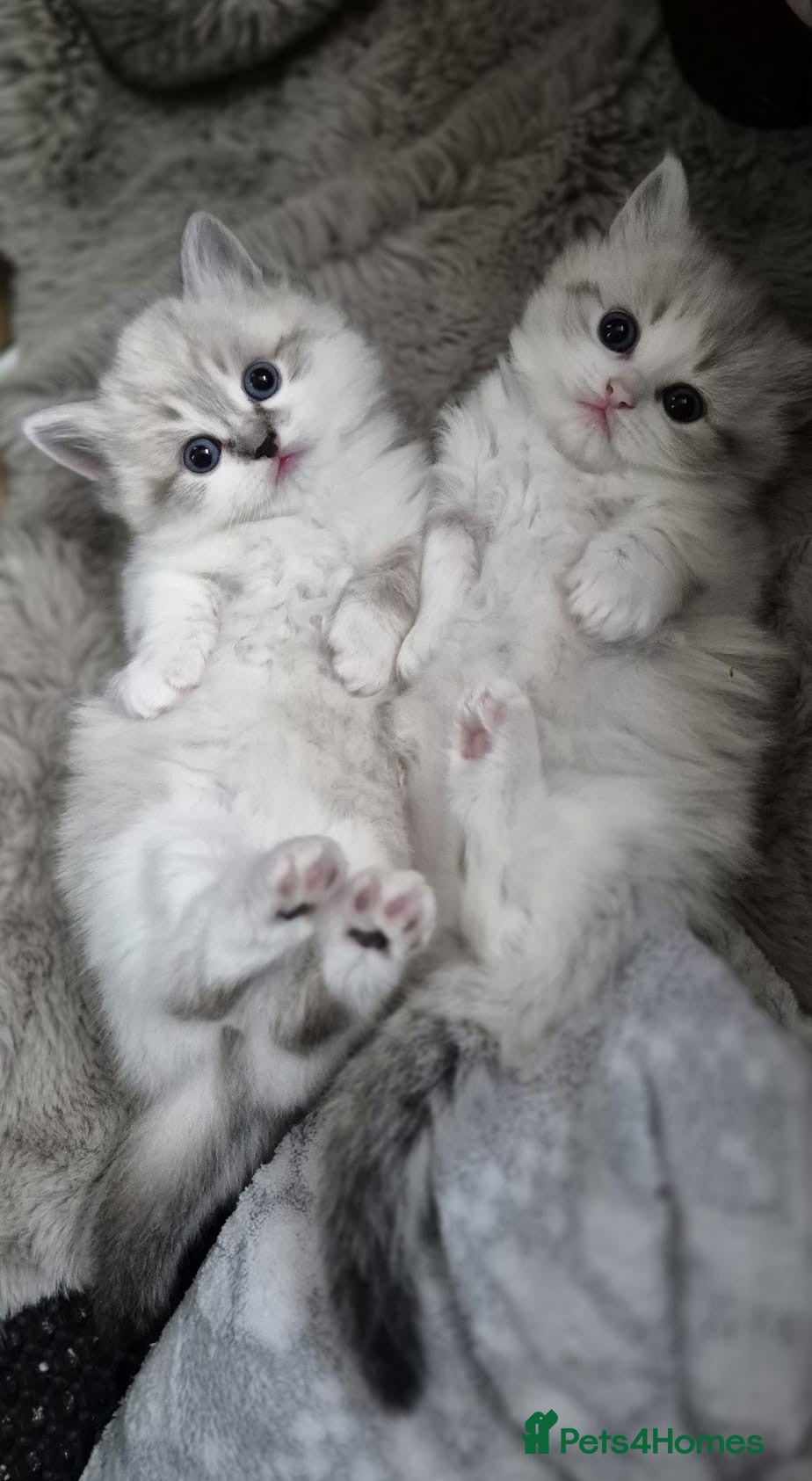 Munchkin cats Super short legs Munchkin  - Advert 1