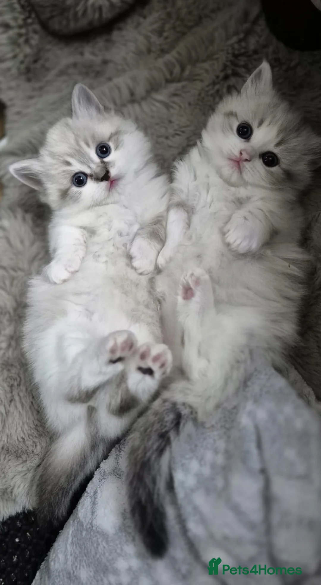 Munchkin cats for sale: Super short legs Munchkin  in Evesham - Advert 1