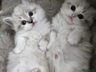Munchkin cats Super short legs Munchkins - Advert 2