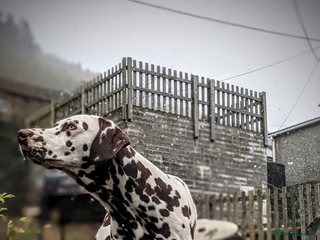 Dalmatian dogs in Bridgend - Advert 5
