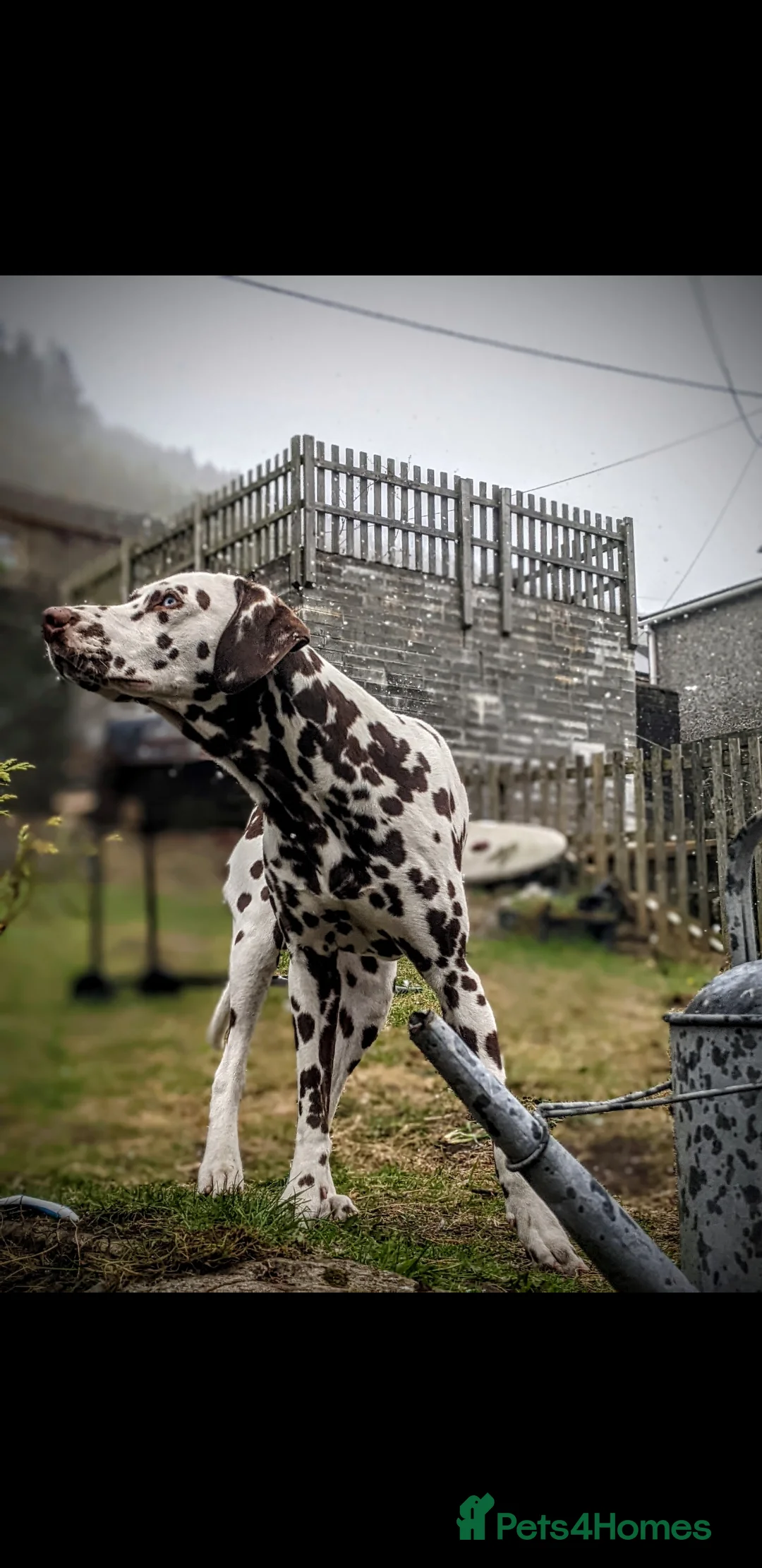 Dalmatian dogs for stud: Dalmatian stud. blue eyed Liver Spot/PROVEN in Bridgend - Advert 2