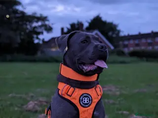 Cane Corso dogs Male 2 year old Cane Corso for Stud - Advert 2