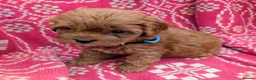 Cockapoo dogs for sale: ♥️ Gorgeous Deep Red F1b Miniature Cockapoo pups♥️ - Advert 3