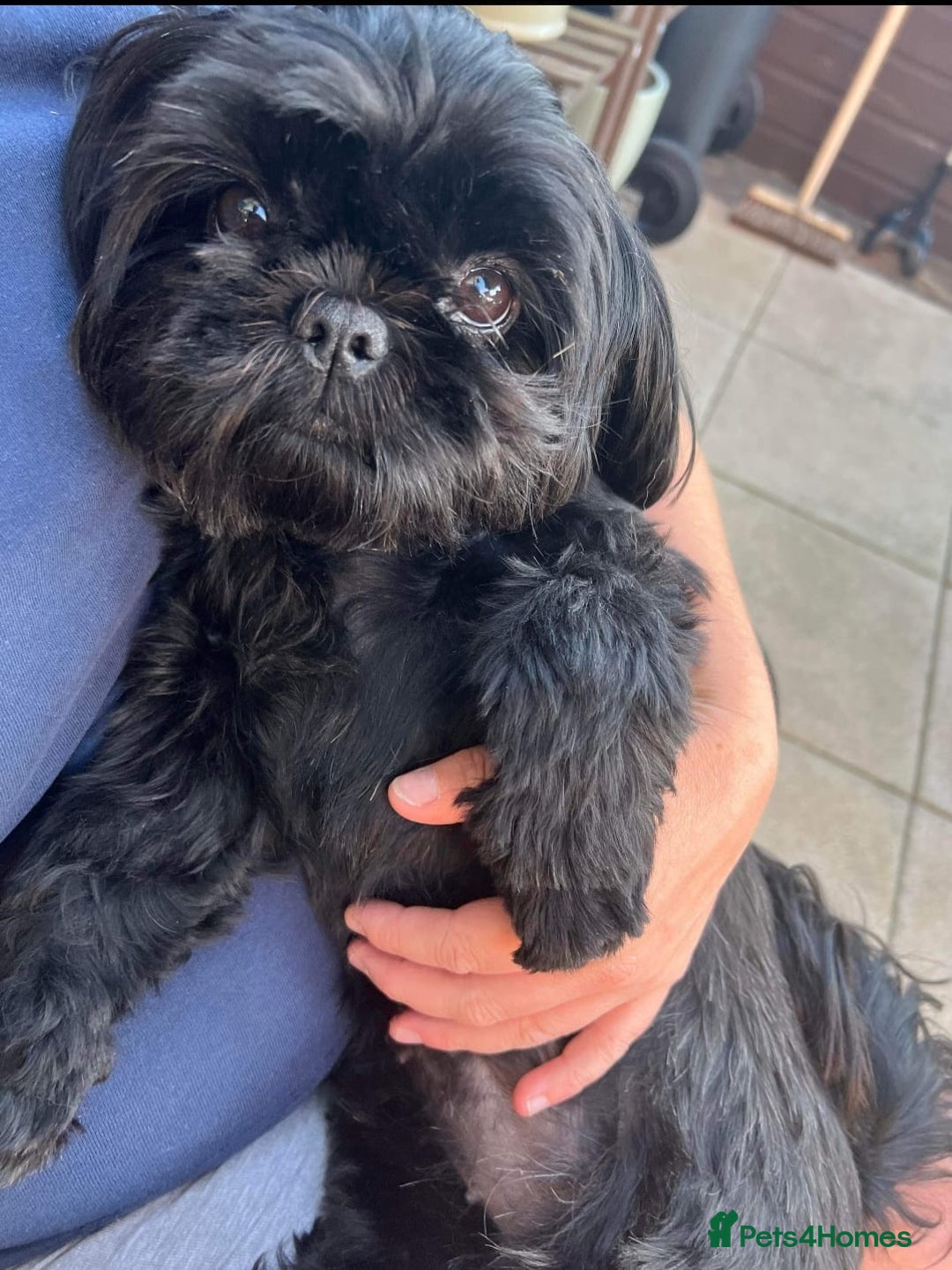 Shih Tzu dogs for sale: Beautiful black pedigree shih tzu female aged 5  - Image 2