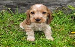 Cocker Spaniel dogs for sale: ⭐️ Show Type Cocker Spaniels ⭐️ - Image 13