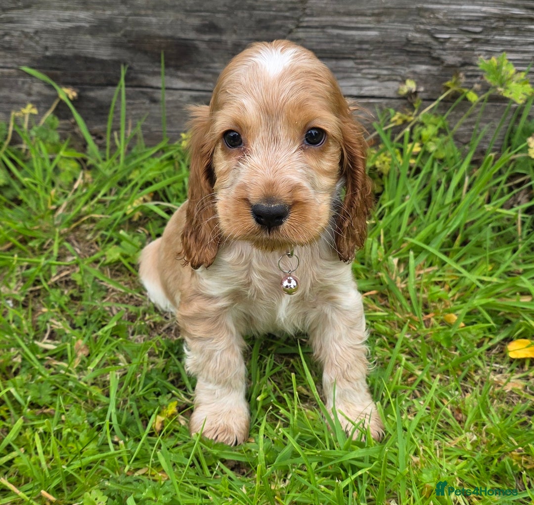 Cocker Spaniel dogs for sale: ⭐️ Show Type Cocker Spaniels ⭐️ - Image 13