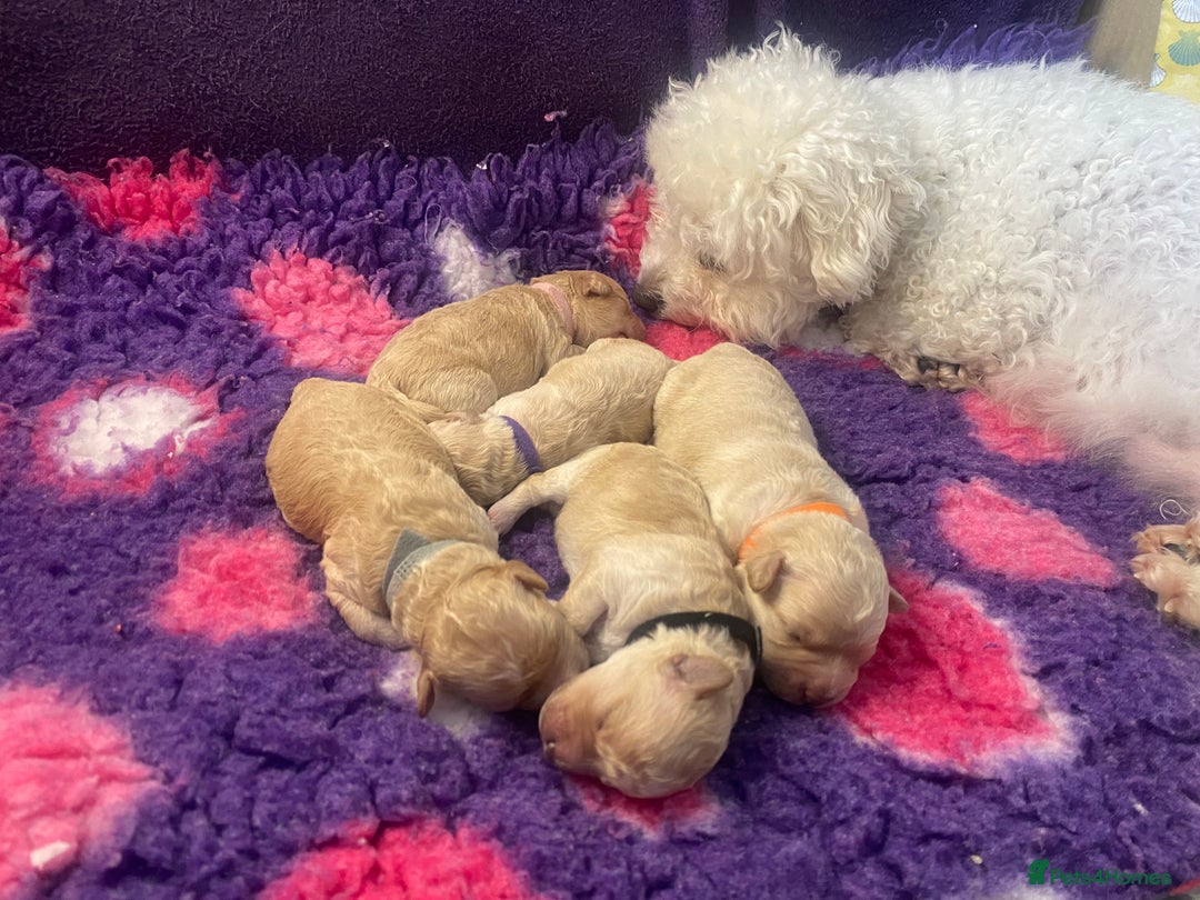 Cavapoo dogs for sale:  F1 poochons health tested parents 🐶 - Advert 17