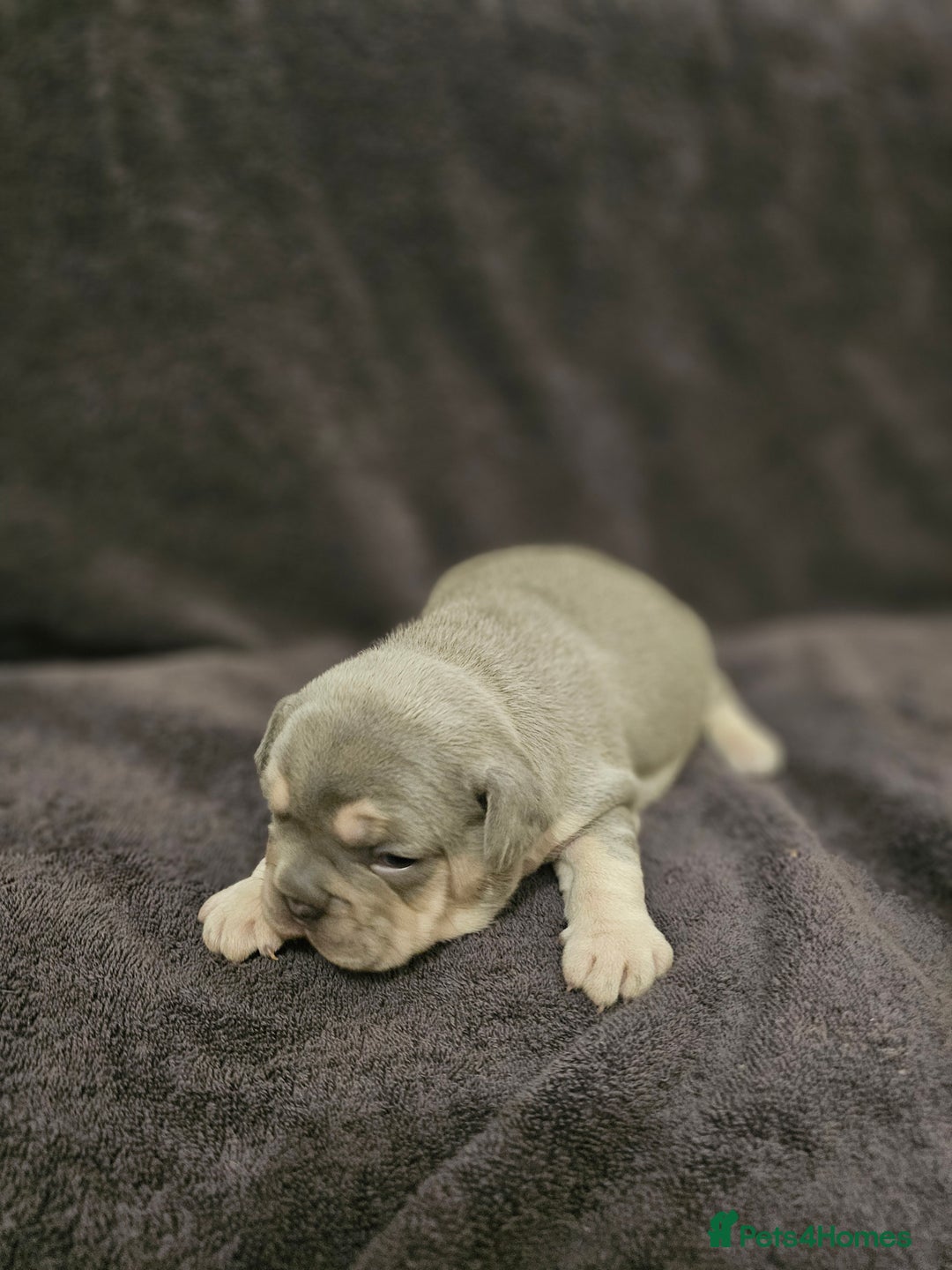 French Bulldog dogs for sale: French bulldog puppies - Advert 10