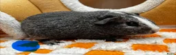 Guinea Pig rodents for sale: Baby Male & Female Guinea Pigs - Advert 1