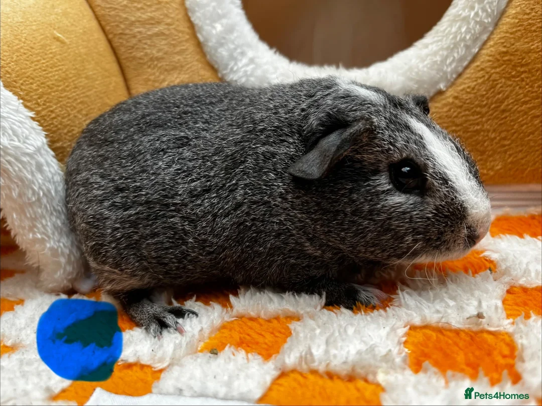 Guinea Pig rodents for sale: Baby Male & Female Guinea Pigs - Advert 1