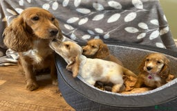 Cocker Spaniel dogs for sale: Show Type and DNA tested Cocker Spaniels. - Image 2