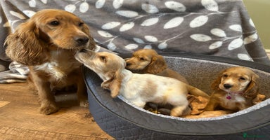 Cocker Spaniel dogs - Advert 14