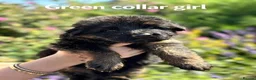 German Shepherd dogs for sale: Chunky Fluffy Long-Haired German Shepherd Puppies - Advert 13