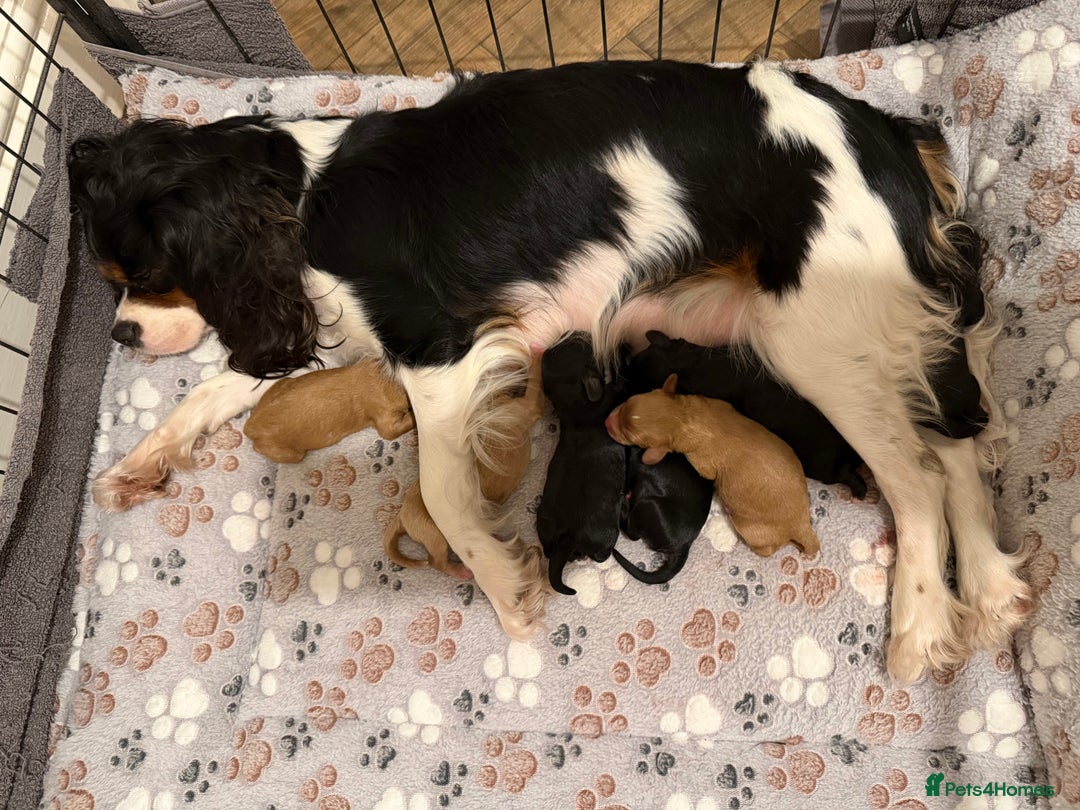 Cavapoo dogs for sale: 🐶 Beautiful Cavapoo Puppies – Ready 3rd March - Advert 10