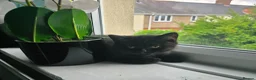 British Shorthair cats for sale: Last cute boy looking forever home 🏡 😍  - Advert 13