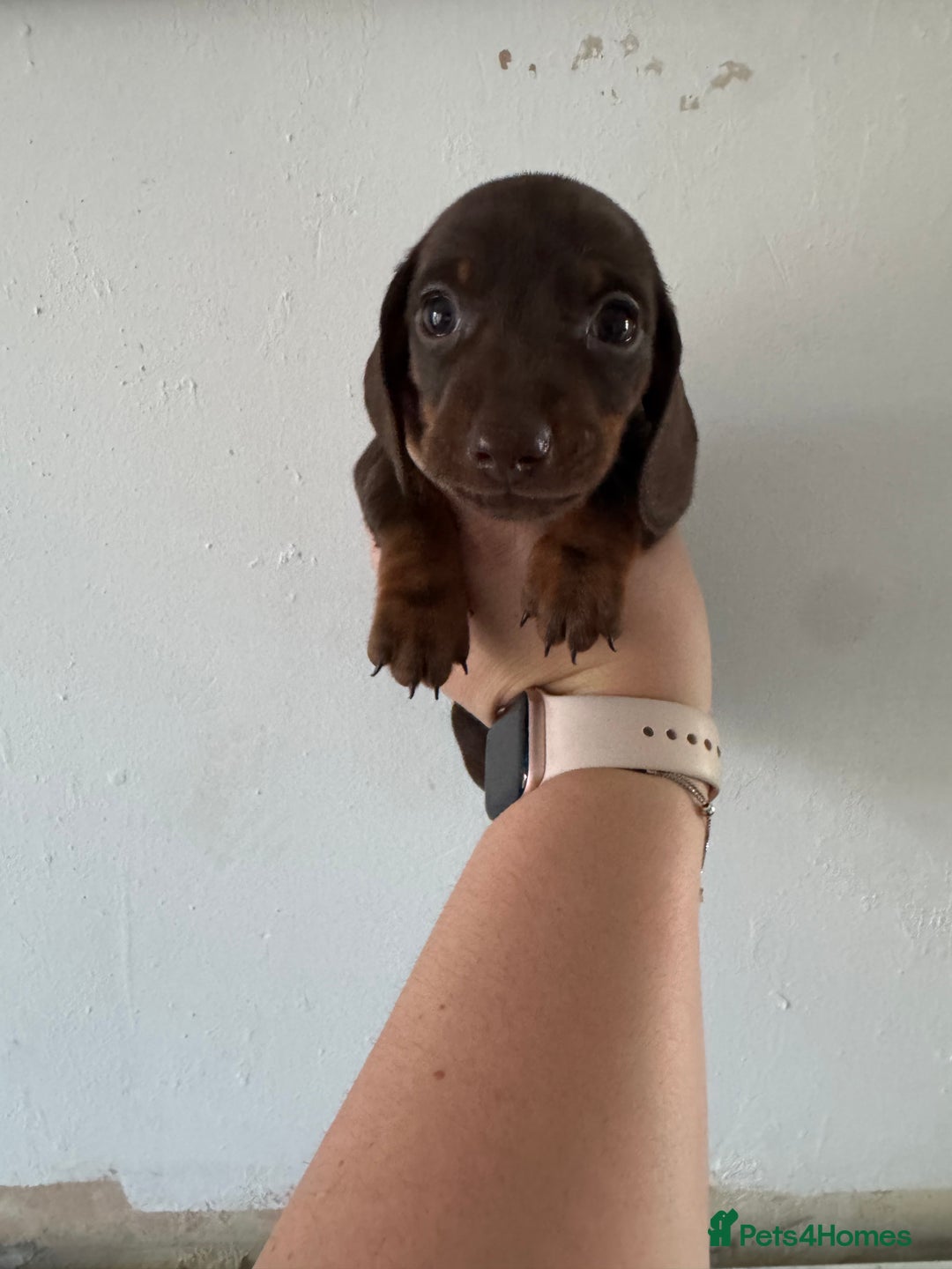 Miniature Dachshund dogs for sale: miniature dachshund puppies for sale - Advert 4