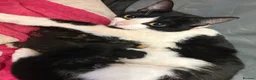 Mixed Breed cats for sale: Kittens ready to leave  - Advert 3